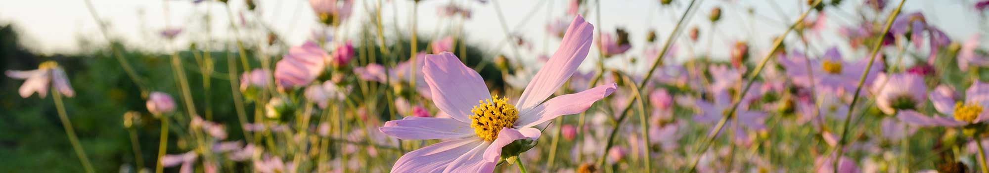 Flowers background image